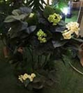 Искусственные растения Гортензия кремовая MK-7410-HW Темно-зеленый в Тевризе - tevriz.katalogmebeli.com | фото 2