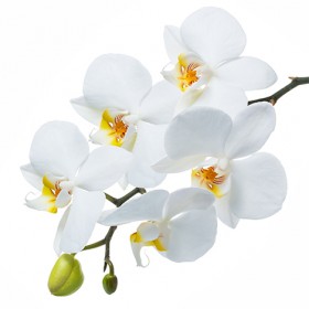 Стол обеденный Танго белый/Орхидея в Тевризе - tevriz.katalogmebeli.com | фото 3